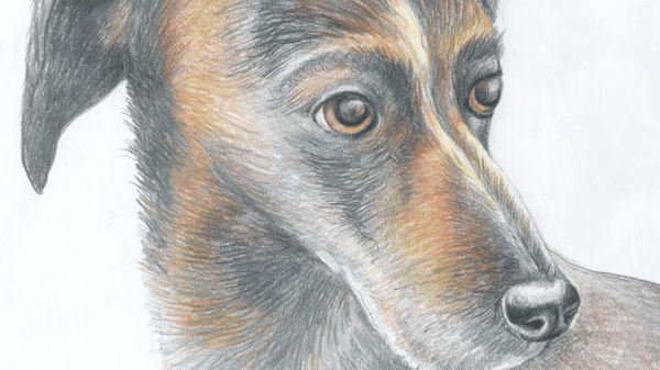 Picture for: Color & Character: Animal Portraits with Pencils