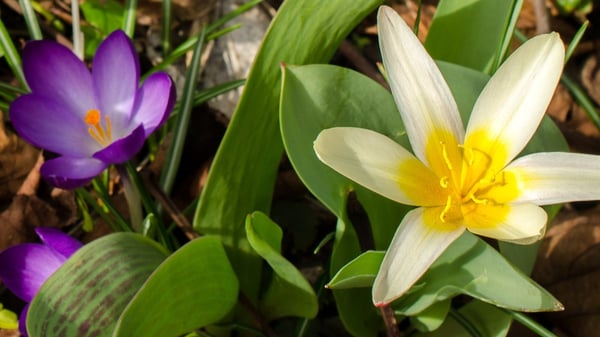 Picture for: Audubon Habitat Nature Detectives: Signs of Spring