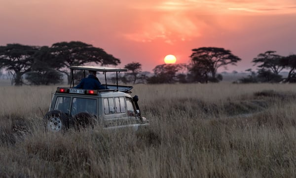 Picture for: Going on Safari: Planning Your African Adventure