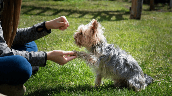 Picture for: Thriving with a Reactive Dog: From Stress to Success