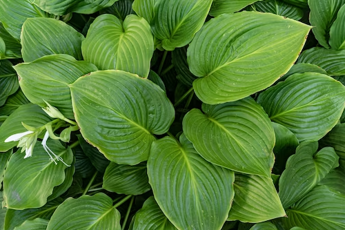 Picture for: Perennial Plant Exchange 2026