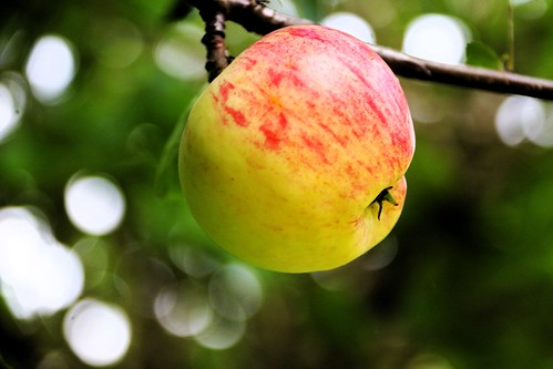 Picture for: Apple Grafting