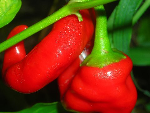 Picture for: Growing Vegetables in Duluth