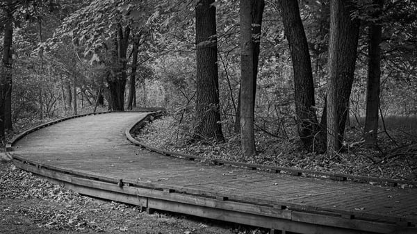 Course Photography 101 & The Art of Seeing image 1
