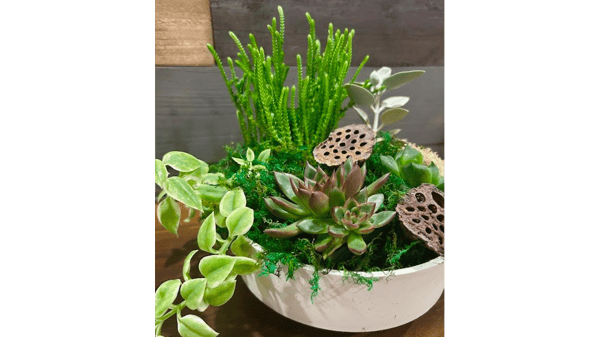 Image for The ART of Succulent Gardening Workshop