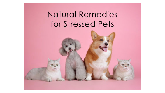 Picture for: Natural Remedies for Stressed Pets