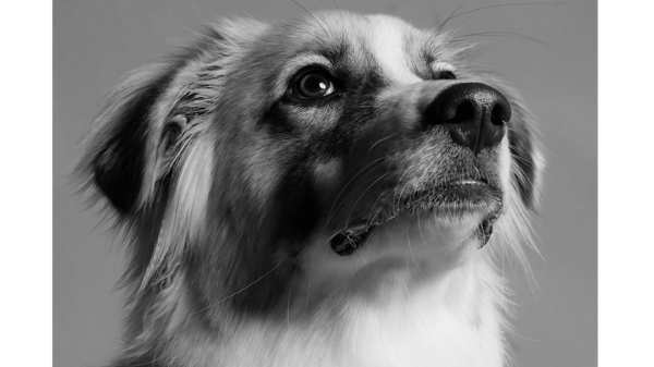 Picture for: Canine Good Citizen Program