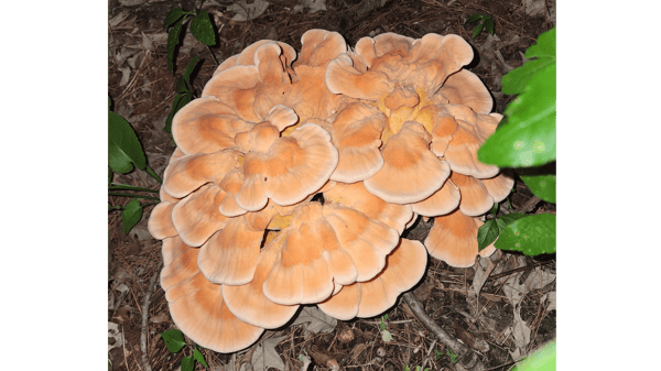 Course Wild Mushrooms 101 image 1