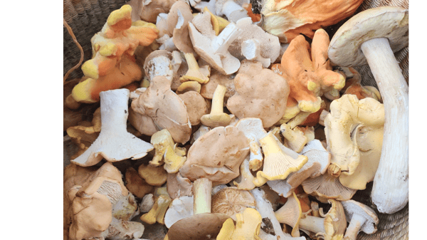Picture for: Wild Mushrooms 101