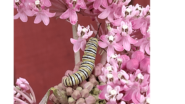 Picture for: Creating a Native Pollinator Garden