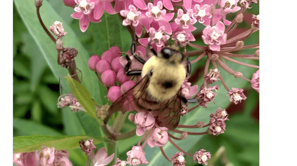 Course Creating a Native Pollinator Garden image 2