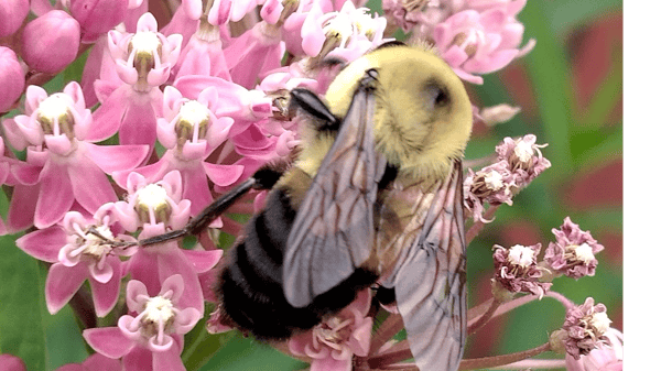 Course Creating a Native Pollinator Garden image 3