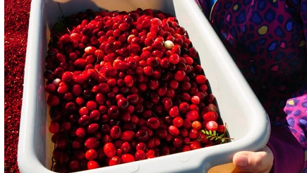 Course DAY TRIP - Cranberry Country Tour image 1