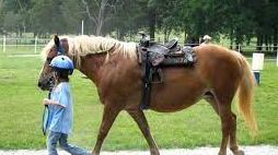 Picture for: Horse Camp (ages 8-14)