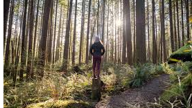 Picture for: Forest Bathing Walking Meditation - FREE