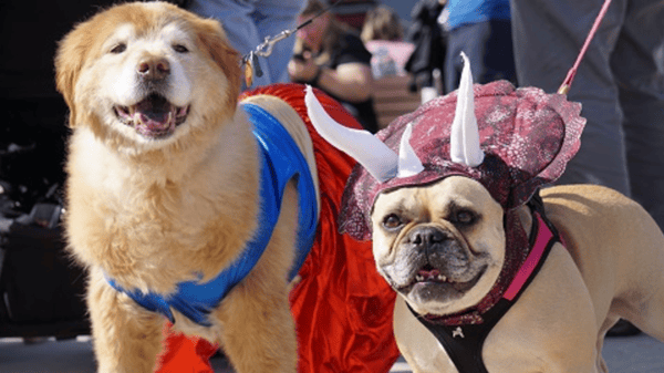 Picture for: *NEW* Pet Extravaganza
