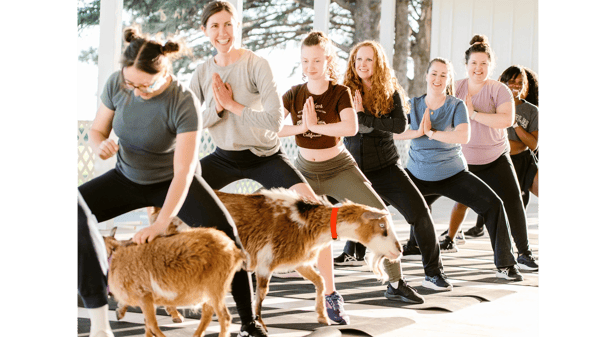 Picture for: Goat Yoga (Ages 12+) - NEW