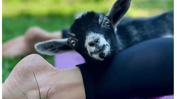 Course Goat Yoga (Ages 12+) - NEW image 2