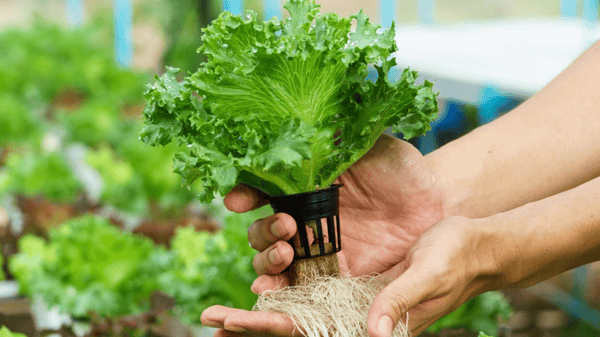 Picture for Getting Started in Hydroponic Gardening - NEW