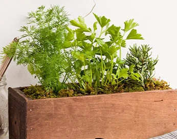 Picture for Indoor Herb Garden - NEW
