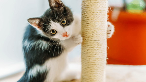 Picture for: Cat Tree Making Workshop: Volunteer Opportunity: Ages 14-Adult (Ages 10-13 w/Adult)