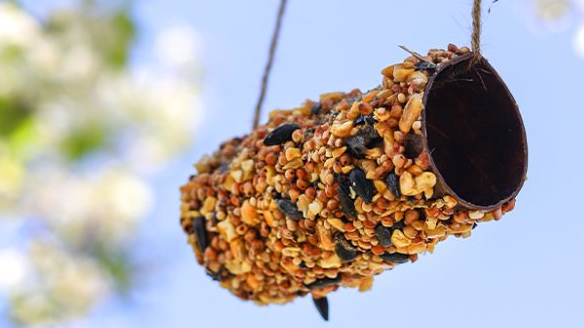 Picture for: ROAR: Backyard Bird Feeders: Adults with Disabilities Age 16+