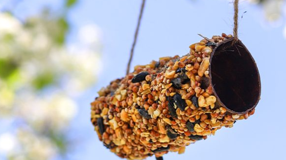 Picture for: Backyard Bird Feeders: Gr. K-5