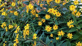 Picture for: Online: Living Fence Lines: Adult