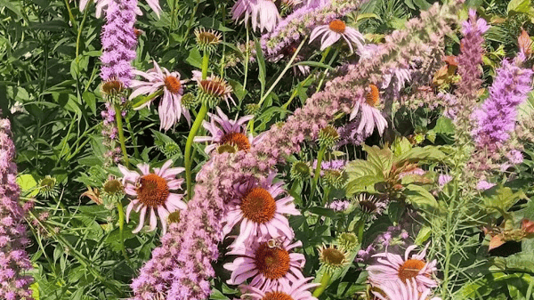 Picture for: Online: Top Twenty Tough and Hardy Native Plants: Adult