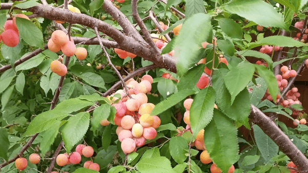 Picture for: Online: Native Fruit Trees and Shrubs: Adult