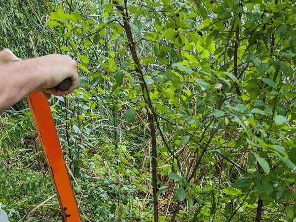 Picture for Online: The Buckthorn Battle: Adult