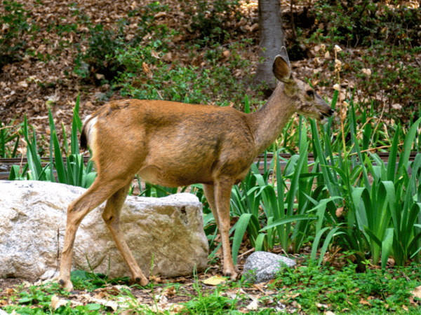 Picture for: Online: Managing and Minimizing Wildlife Damage: Adult