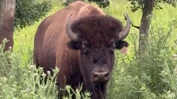 Picture for Down on the Farm: Open to All