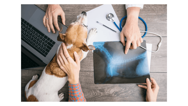Picture for: TX Youth- Pet Vet