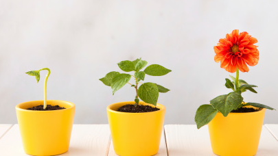 Picture for: May Painting and Planting