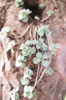 Picture for: April Sun Catchers and Spring Coloring
