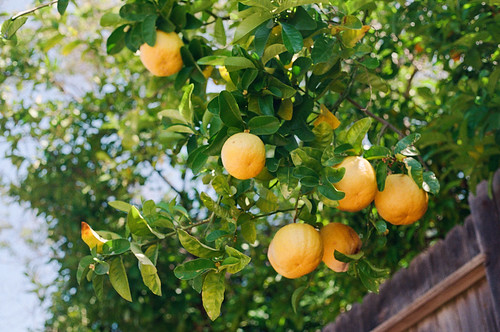 Why did this film get such a weird picture of that flower and such a normal picture of these fruits