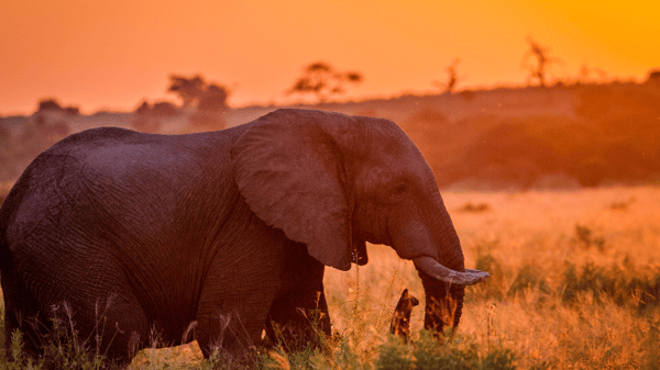 Course 10/16- 10/30/25:Wilderness of Southern Africa- Safari By Land & Water image 1
