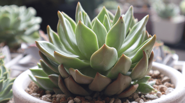 Picture for: Succulent Planter
