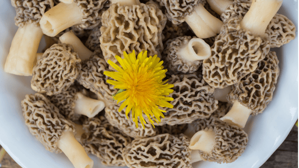 Course Springtime Foraging 101 image 1