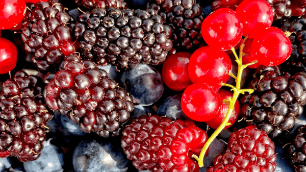 Course Wild Berry Foraging 101 image 1