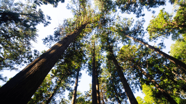 Image for Shinrin Yoku - Forest Bathing