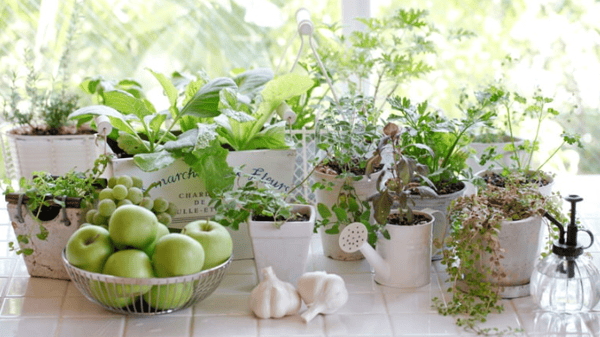 Picture for: Kitchen Herb Garden