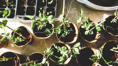 Picture for: Shakopee Plant Swap