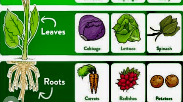 Picture for: The Kitchen Garden - Photosynthesis to Plate
