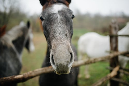 Picture for: All About Farm Animals