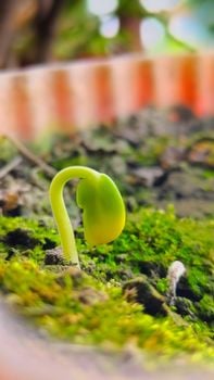 Image for Plant & Grow: Agriculture Activities