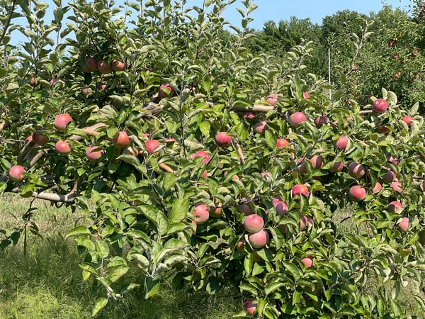 Picture for: Autumn Hills Orchard Tour