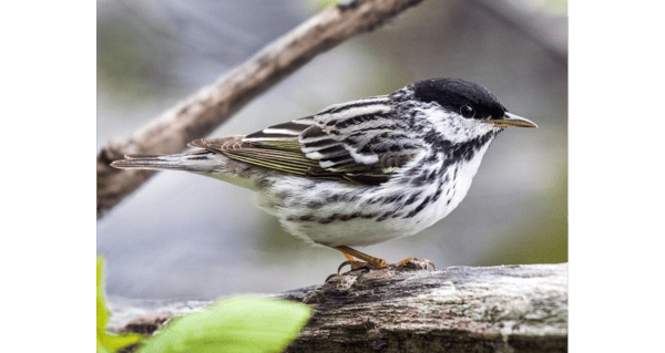 Picture for: Bird Watching: Fall Bird Migration