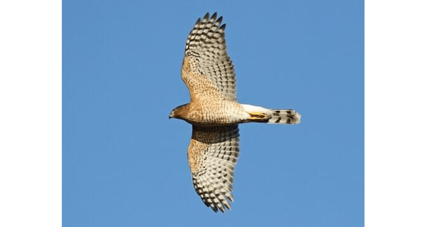 Course Bird Watching: Fall Bird Migration image 2